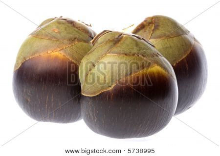 Frisk Toddy Palms isoleret