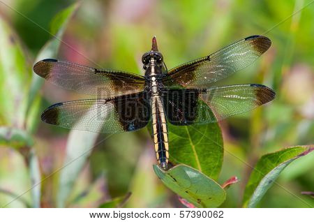 Widow Skimmer