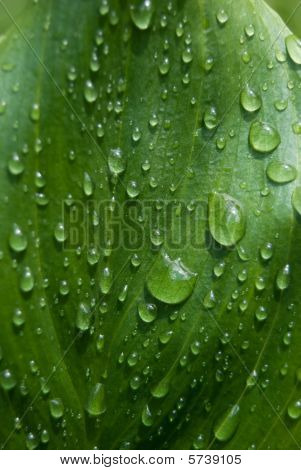 Leaf tippaa