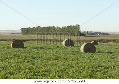 Hay Field