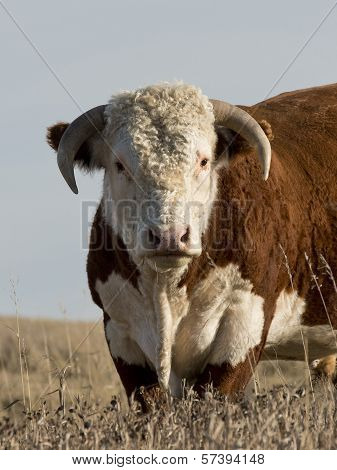 Hereford Bull