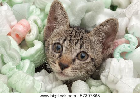 Cat Face