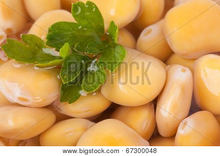 Lupines