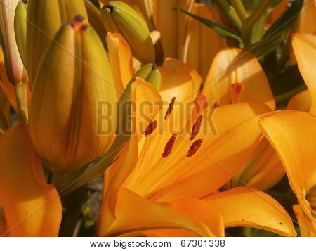 yellow lily