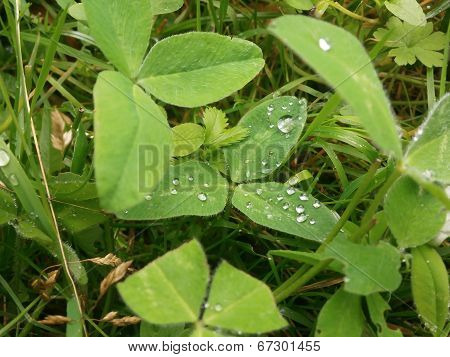morning dew