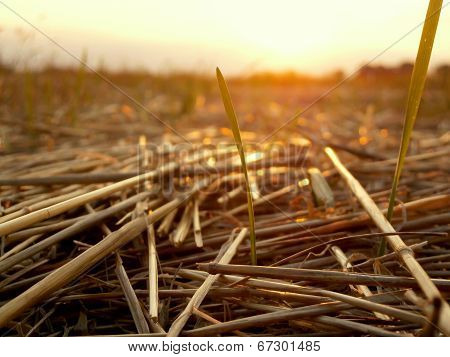 The little blade of grass