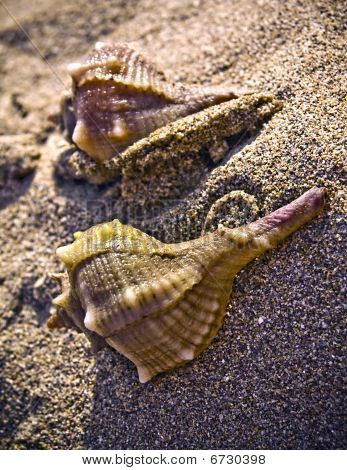 Shell