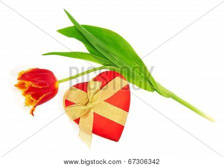 Tulip, the gift box of heart
