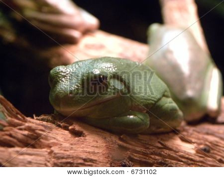 Green Frog