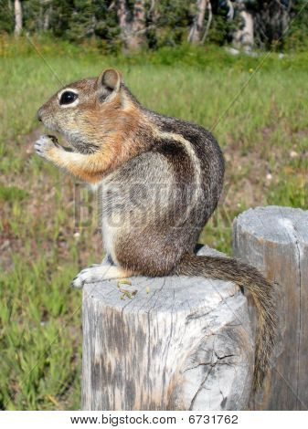 Chipmunk
