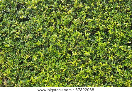 Leaf Background
