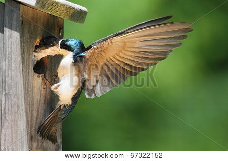 Tree Swallow Feeding Babies