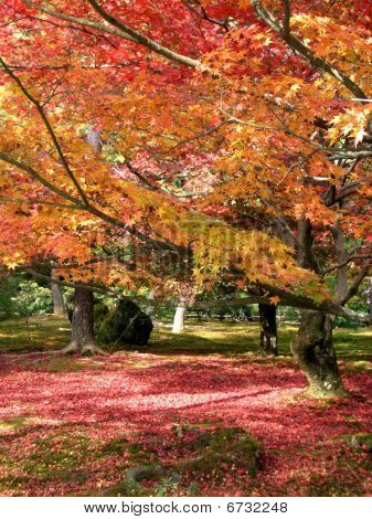 Sonbahar Kyoto