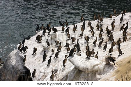 Brandt's Cormorant
