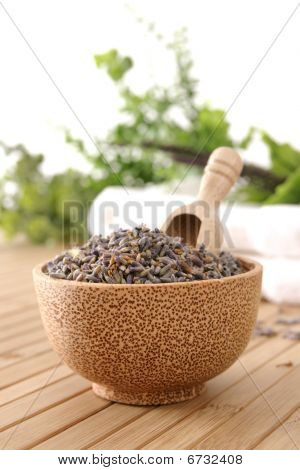 Lavanda