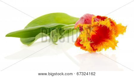 Bright red orange tulip close up