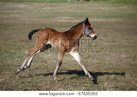 Foal running in pasture