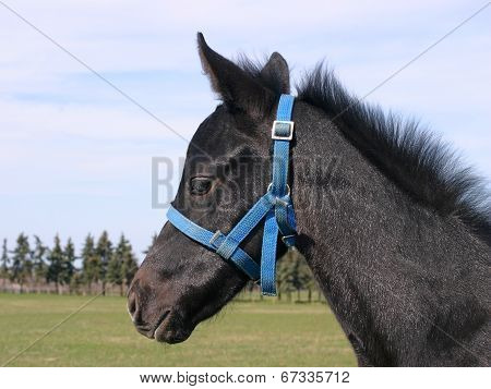 Head shot of a beautiful colt in the pinfold