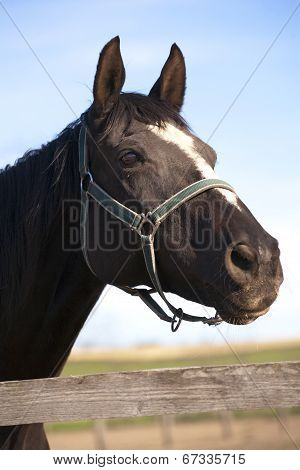 Headshot of a purebred racing horse