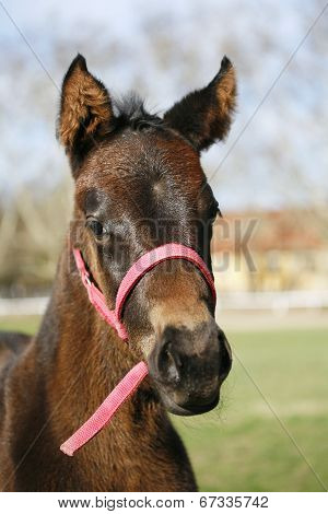 Baby horse in pasture