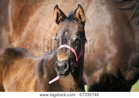 Foal and mare in pasture