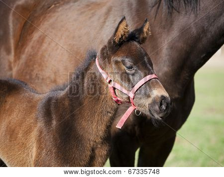 Mare and foal in pasture