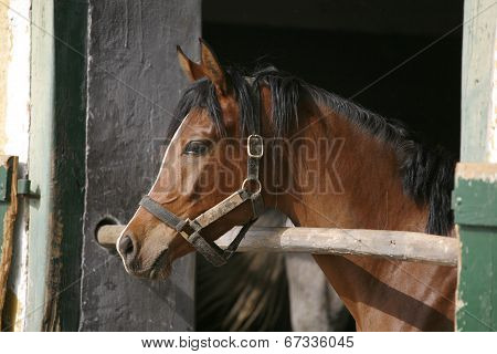 Headshot of a beautiful chestnut horse