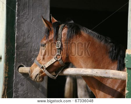 Horse in the barn