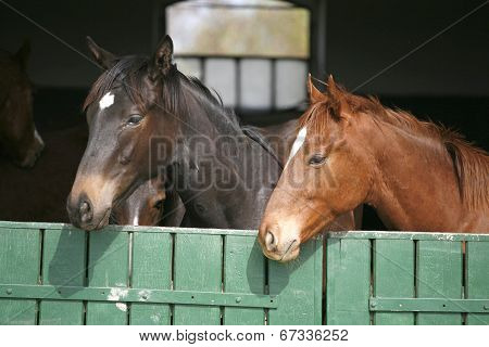 Young warmblood horses in the barn