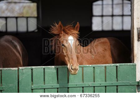 Purebred bay horse in the farm