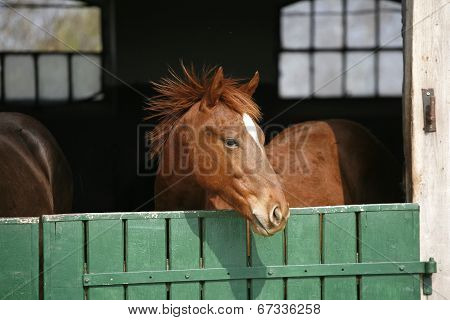 Nice purebred foal in stable