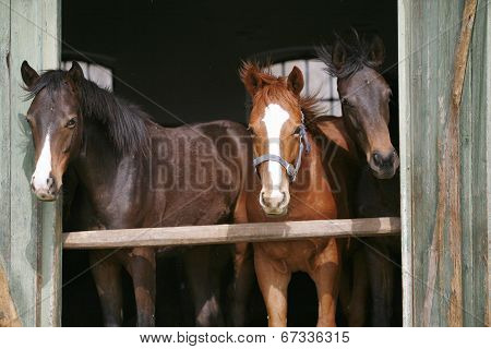 Youngsters in the barn