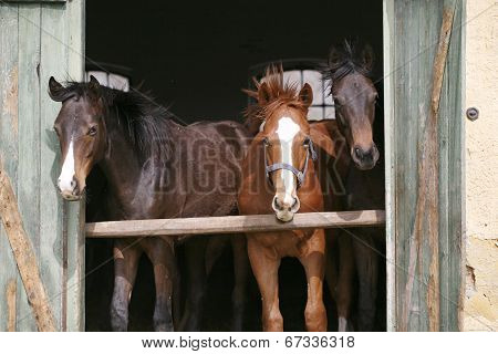 Youngsters in the barn