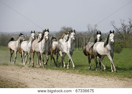 Batch of young arabian stallions galloping