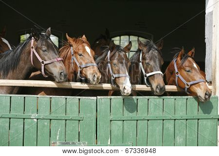 Horses in the barn