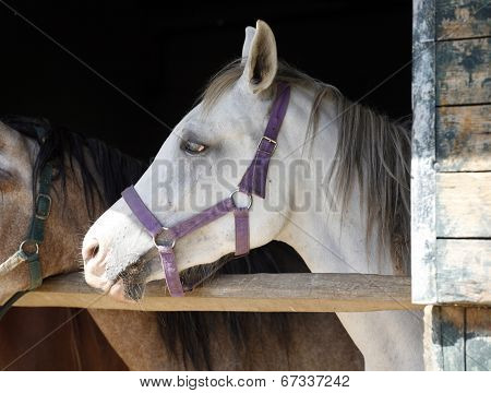 Arabian horse stallion portrait at the corral door