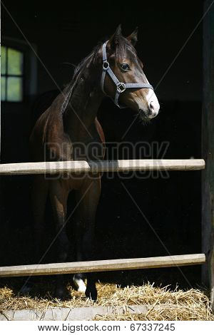 Close-up of a youngster chestnut bay