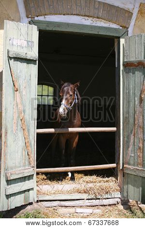 Horse watching out from the barn