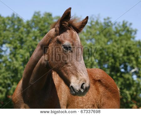 Side-view portrait of cute foal on a summer pasture