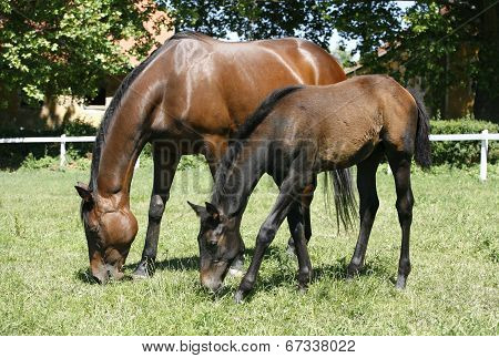 Mare and her foal grazing in meadow