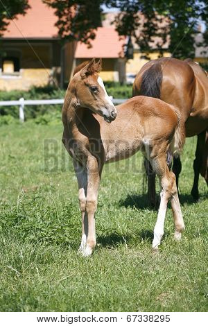 Baby horse stands in summer paddock