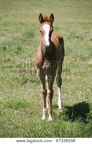 Few weeks old baby horse