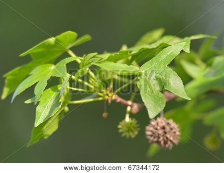 Branch of Anatolian sweetgum tree. Selective focus on the leaf