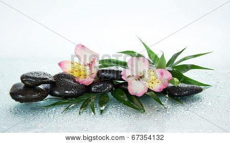 Flower of an alstroemeria and stones