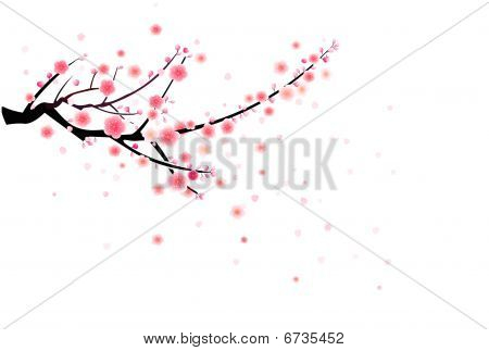 매 화 꽃