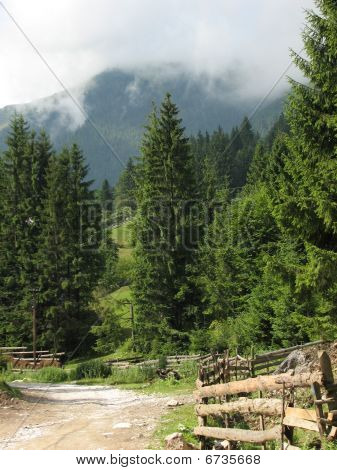 Rooster kam - Gutai bjerge Maramures Rumænien