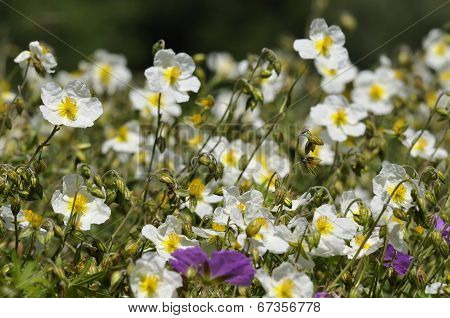 White Rock-rose