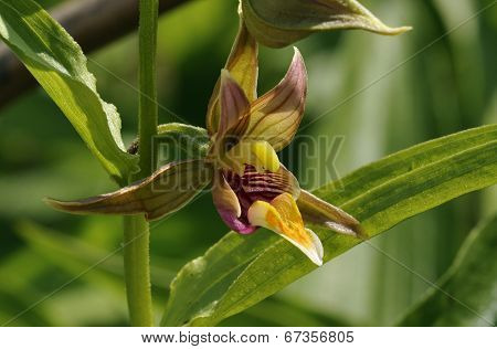 Giant Helleborine