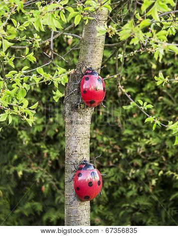 Two Ladybugs