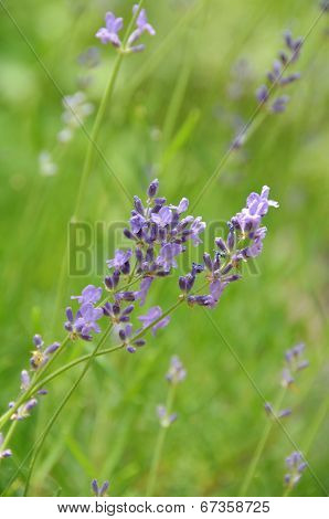 lavender flower